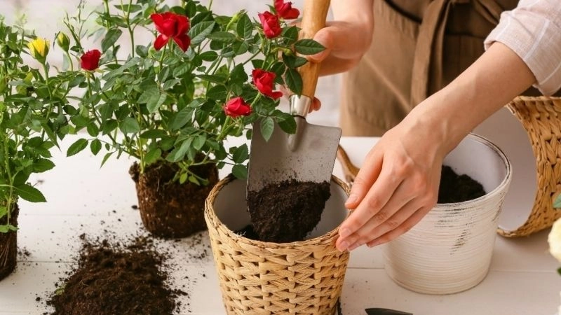 Chuẩn bị đất và chậu trồng chuẩn “nhà nghèo vẫn chơi đẹp”