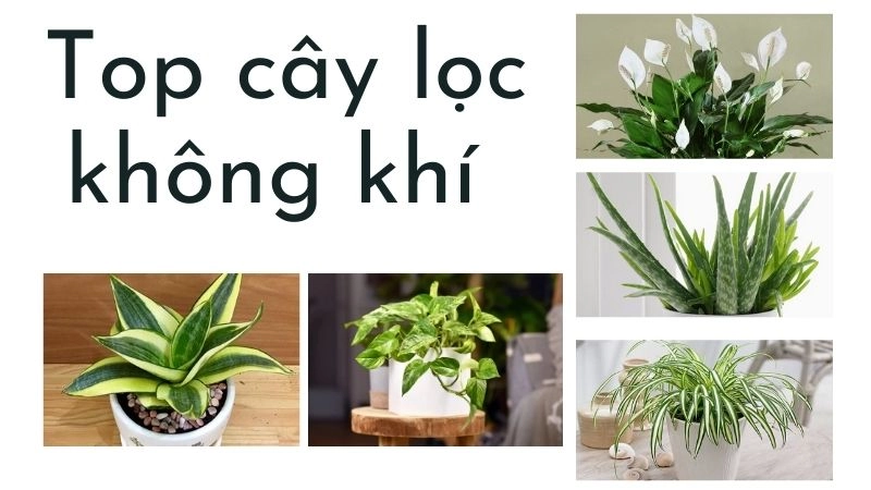 Top cây lọc không khí đẹp và dễ trồng nhất
