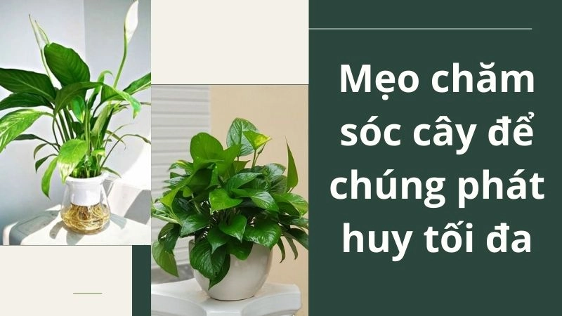 Mẹo chăm sóc cây để chúng phát huy tối đa