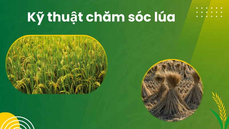 Kiểm tra đồng ruộng thường xuyên là kỹ thuật chăm sóc lúa quan trọng