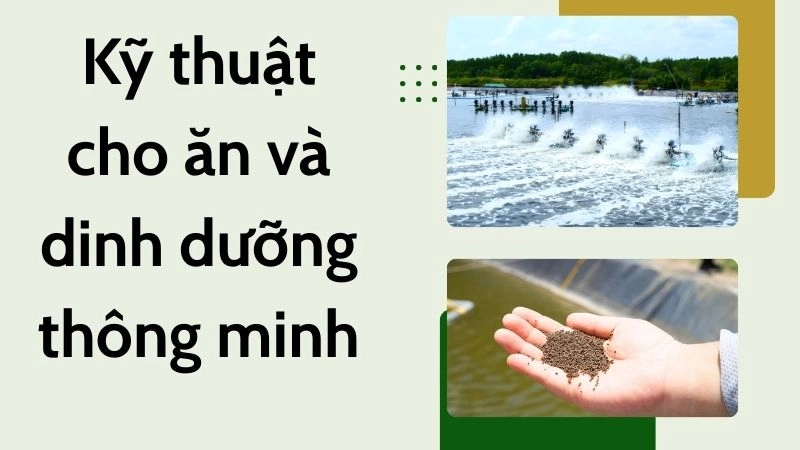 Kỹ thuật cho ăn và dinh dưỡng thông minh