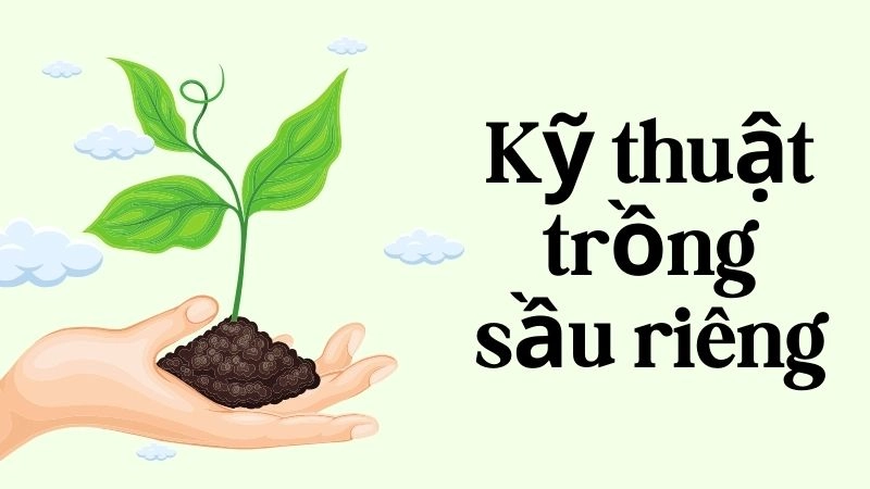 Chọn giống “siêu sớm” và ghép mắt chuẩn