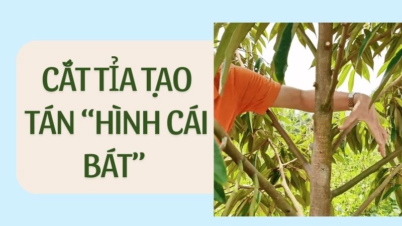 Cắt tỉa tạo tán “hình cái bát” – bí mật ra hoa sớm