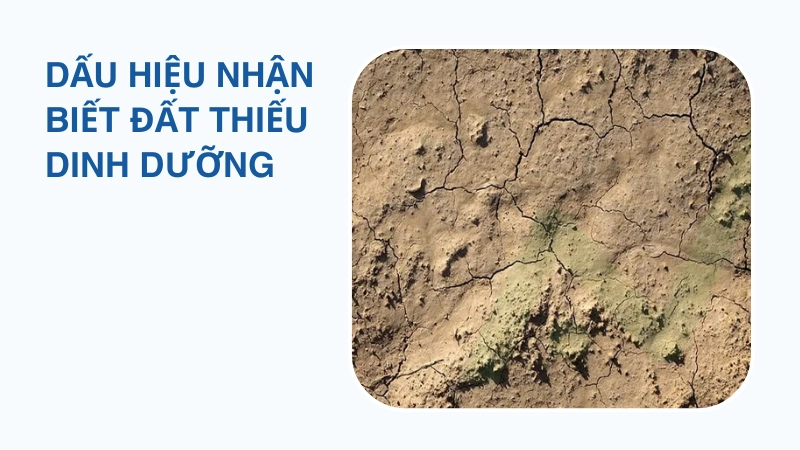 Dấu hiệu nhận biết đất thiếu dinh dưỡng và bị thoái hóa