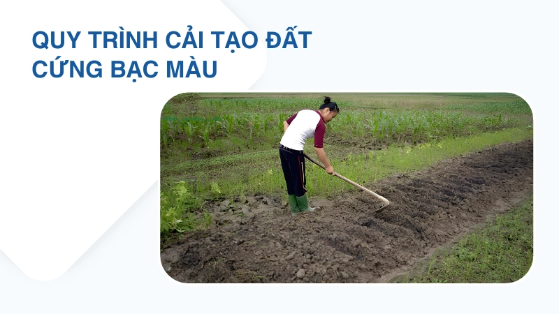Quy trình cải tạo đất cứng bạc màu trồng cây hiệu quả