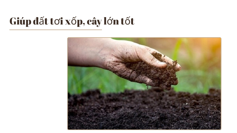 Tăng độ tơi xốp giúp cây phát triển