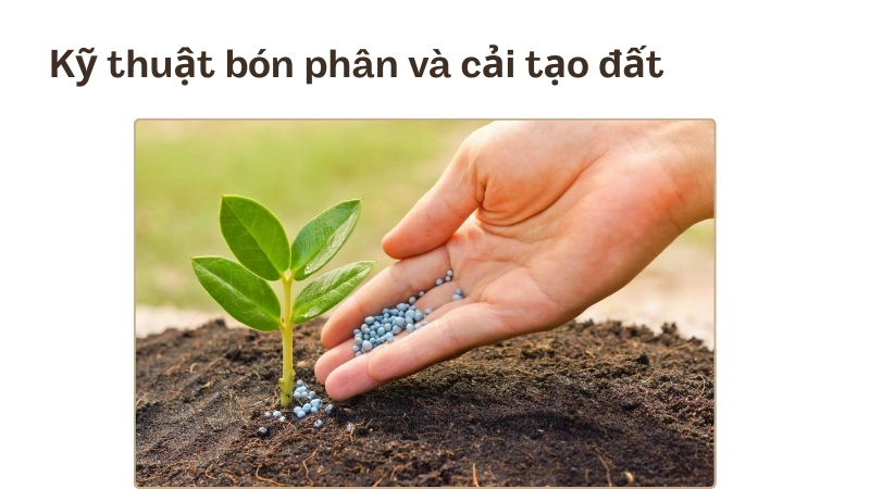 Kỹ thuật bón phân và xử lý đất hiệu quả