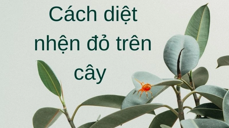 Dấu hiệu nhận biết nhện đỏ tấn công cây trồng