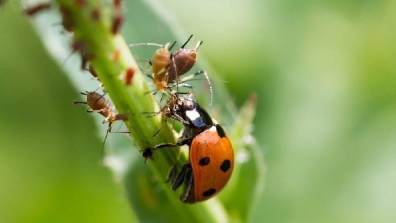 Sử dụng thiên địch để kiểm soát nhện đỏ