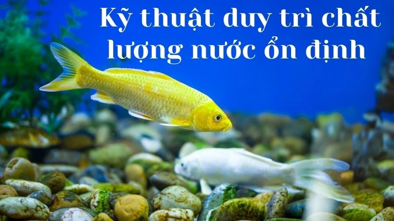 Chế độ cho ăn hợp lý để cá phát triển khỏe
