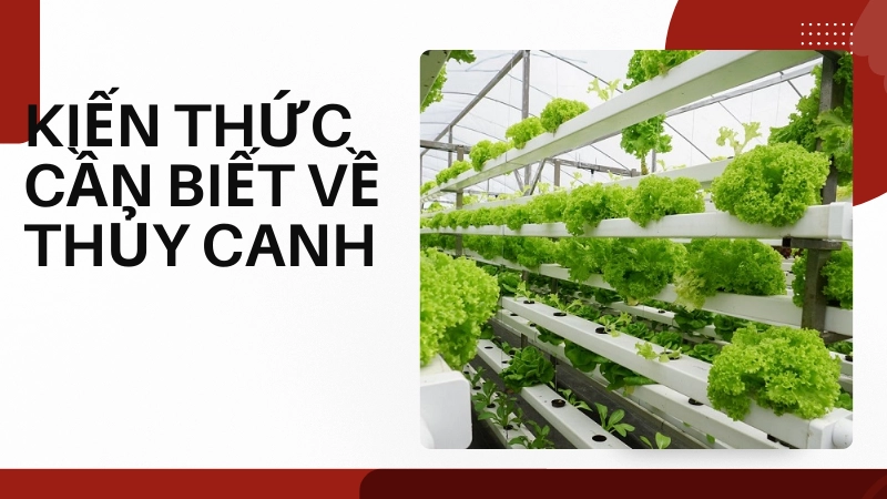 Nguyên lý trồng rau thủy canh cần biết