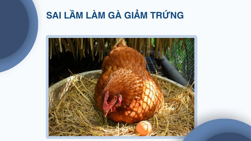 Sai lầm khiến gà giảm sản lượng trứng nhanh