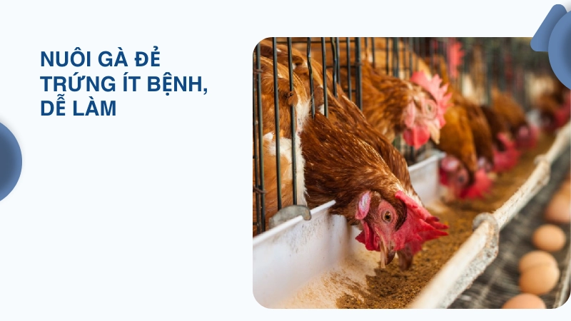 Kỹ thuật nuôi gà đẻ trứng ít bệnh, dễ áp dụng