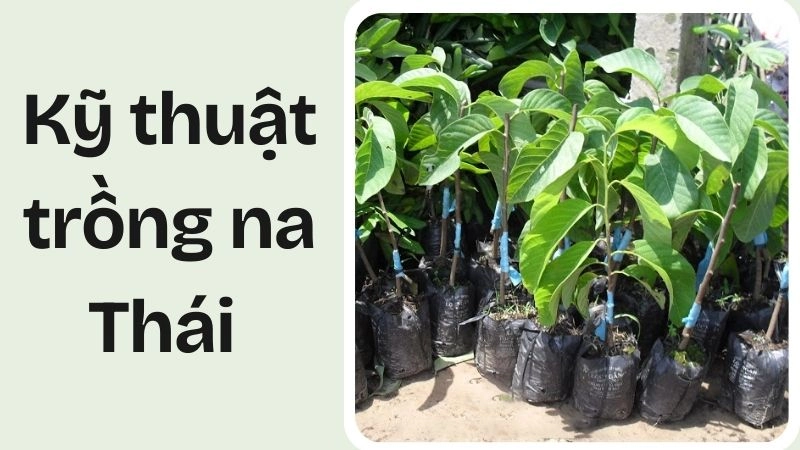 Chọn giống và chuẩn bị đất trồng 