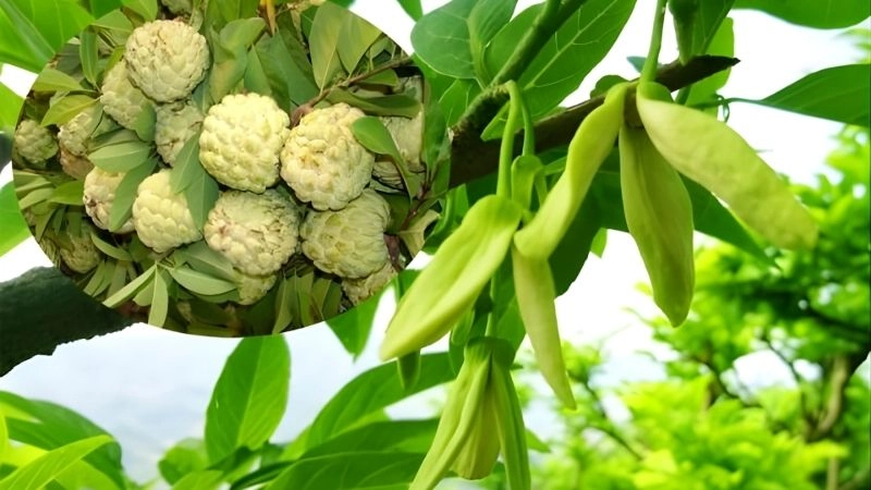 Kiểm soát sâu bệnh và kỹ thuật xử lý ra hoa