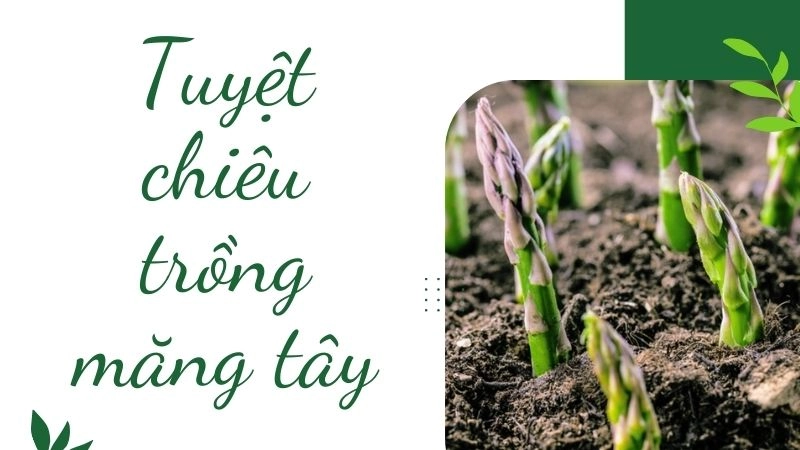 Chọn giống và chuẩn bị đất tơi xốp, giàu mùn