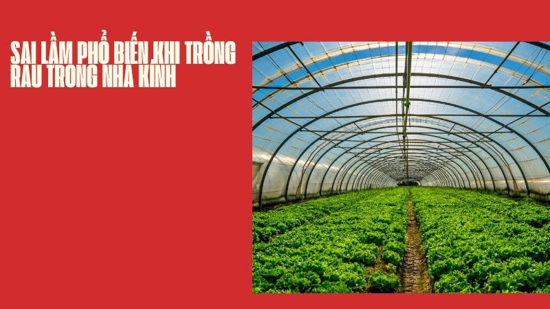 Sai lầm phổ biến khi trồng rau trong nhà kính