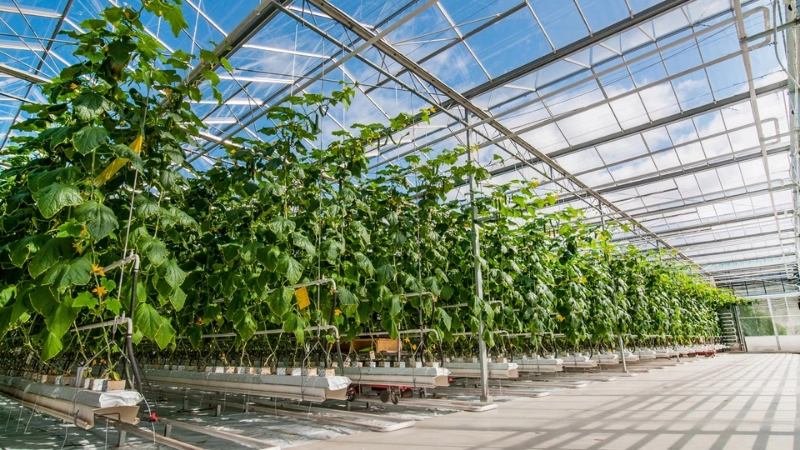 Vì sao trồng nhà kính cho năng suất cao hơn?