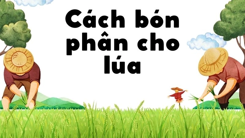 Bí thuật bón lót giúp rễ bám sâu, lúa khỏe mạnh