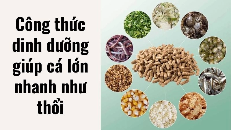 Công thức dinh dưỡng giúp cá lớn nhanh như thổi
