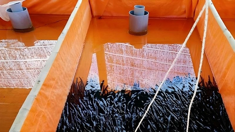 Chuẩn bị bể nuôi và môi trường lý tưởng 