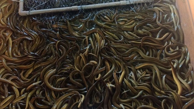 Bí quyết chọn giống và thả lươn hiệu quả