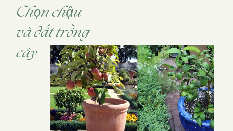 Kỹ thuật chọn chậu và đất trồng cây ăn quả