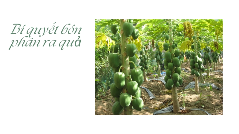 Bí kíp bón phân giúp cây ra quả quanh năm