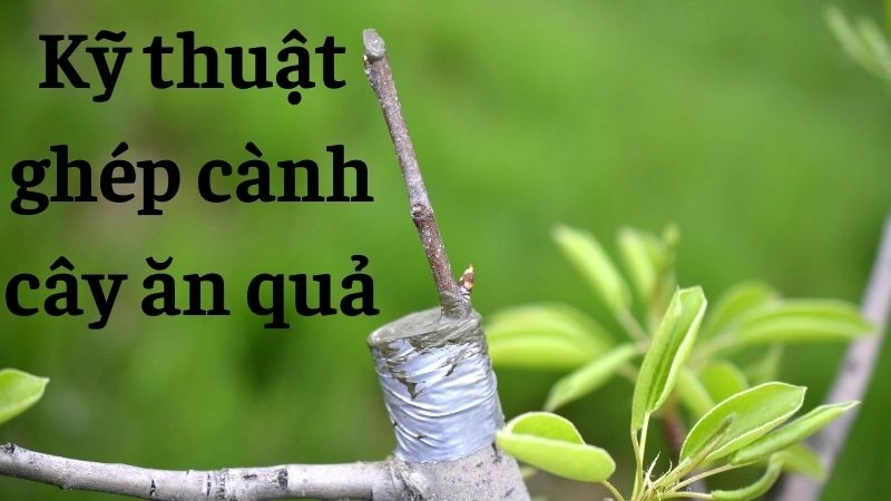 Bí mật rút ngắn thời gian thu hoạch cho nhà vườn