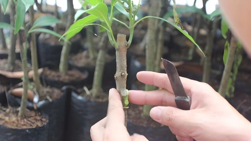 Các phương pháp ghép giúp cây 