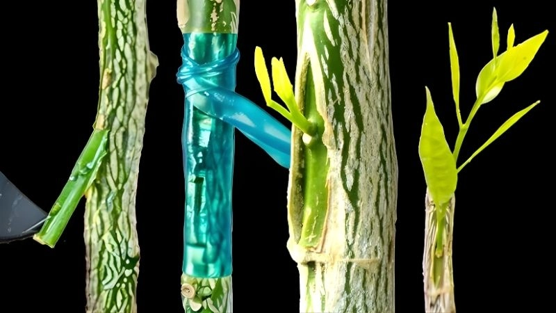 Quy trình kỹ thuật đảm bảo tỷ lệ thành công 100%