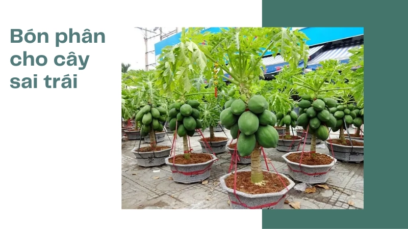 Mẹo bón phân giúp cây lùn tịt nhưng trái sai trĩu cành