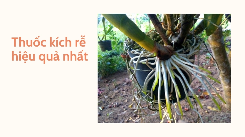 Hiệu quả từ thuốc kích rễ tốt nhất hiện nay bạn cần