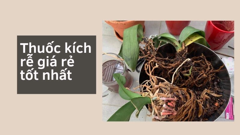 Mua ngay thuốc kích rễ tốt nhất hiện nay giá rẻ