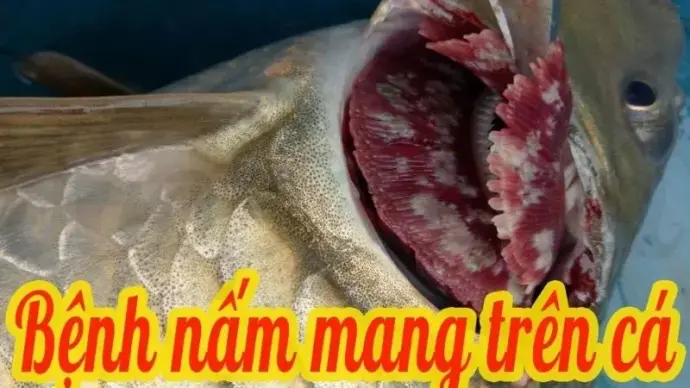 Cách xử lý bệnh nấm mang ở cá để đảm bảo cá sống khỏe