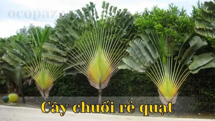 Cây chuối rẻ quạ - Hướng dẫn trồng và chăm sóc đơn giản tại nhà