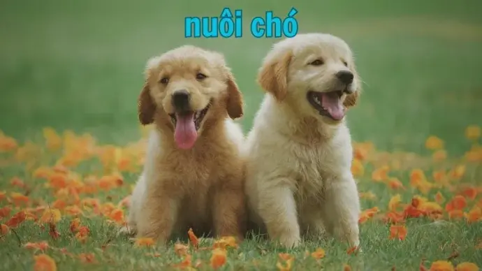 Kỹ thuật nuôi chó khỏe mạnh và hạnh phúc
