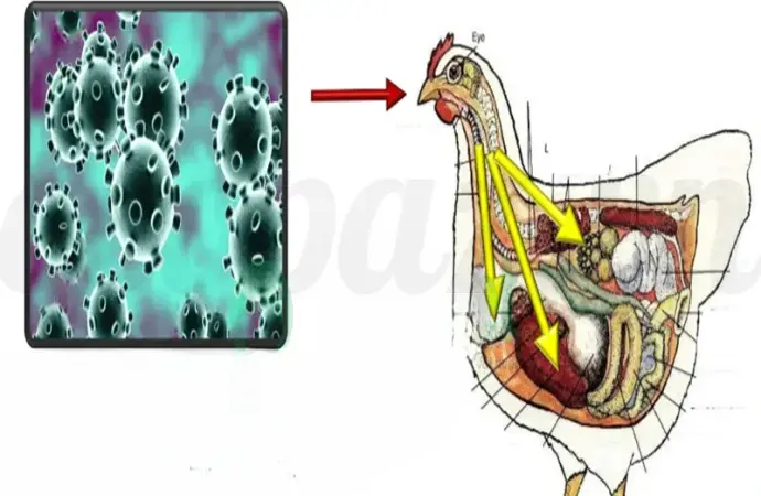 Dấu hiệu nhận biết sớm bệnh bại liệt ở gà và cách phòng ngừa