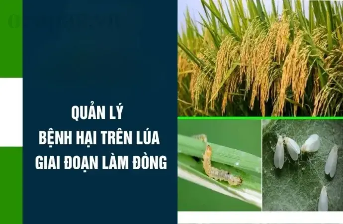 Bệnh hại lúa - Tác động và hướng dẫn xử lý nhanh chóng