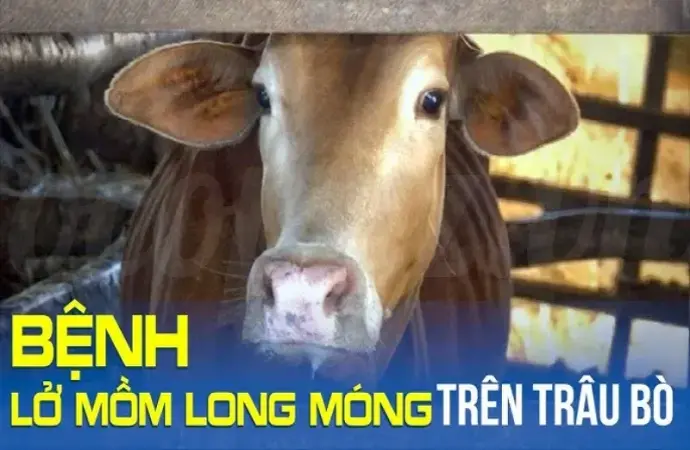 Cách điều trị bệnh lở mồm lông móng ở bò hiệu quả nhất