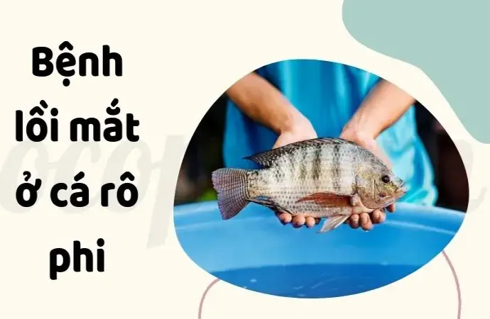 Nguy cơ và cách chữa bệnh lồi mắt ở cá rô phi hiệu quả