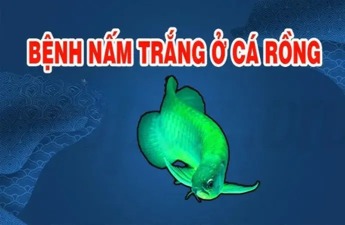 Cách điều trị bệnh nấm trắng ở cá rồng hiệu quả tại nhà