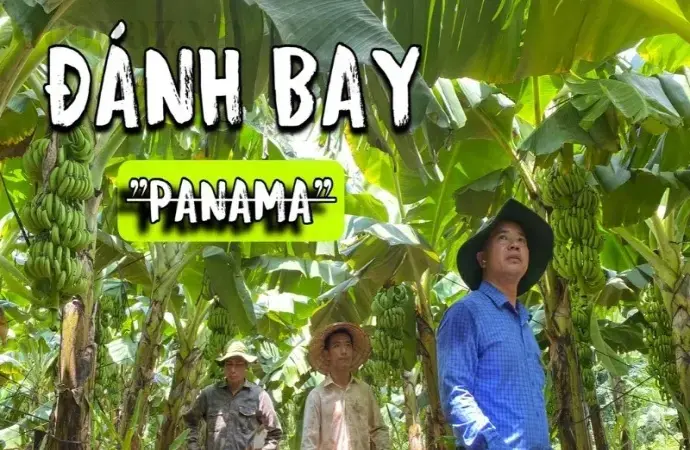 Bệnh Panama trên chuối - Nguyên nhân, triệu chứng và cách điều trị