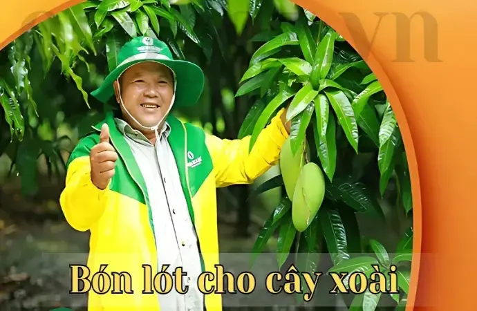 Các loại phân tốt nhất để bón lót cho cây xoài bạn nên biết