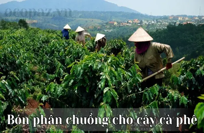 Bón phân chuồng cho cây cà phê - Thời điểm và liều lượng thích hợp