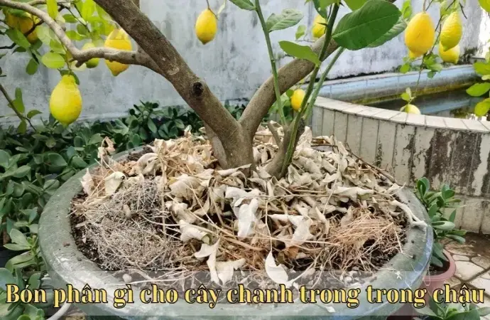 Bón phân gì cho cây chanh trong chậu để tăng năng suất?