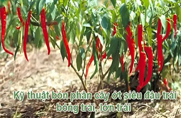 Bón phân gì cho cây ớt ra trái nhiều nhất? Bí quyết từ chuyên gia