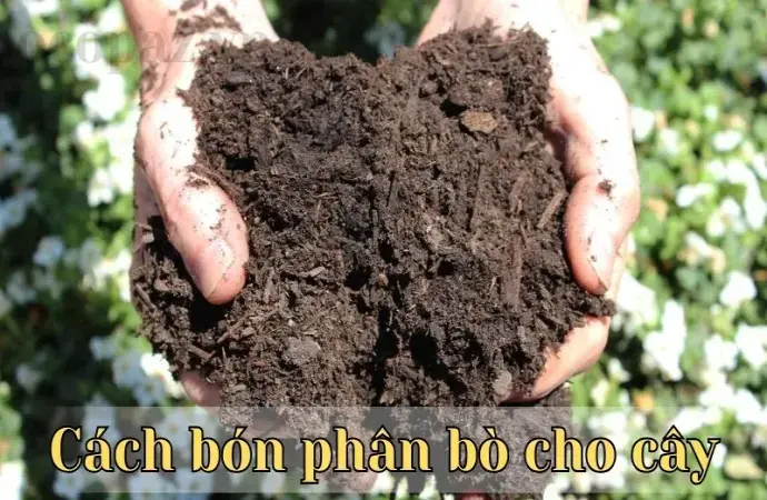 Phân bò có tác dụng gì? Hướng dẫn bón phân bò cho cây đúng cách