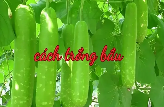 Hướng dẫn chi tiết cách trồng bầu đơn giản, năng suất cao tại nhà