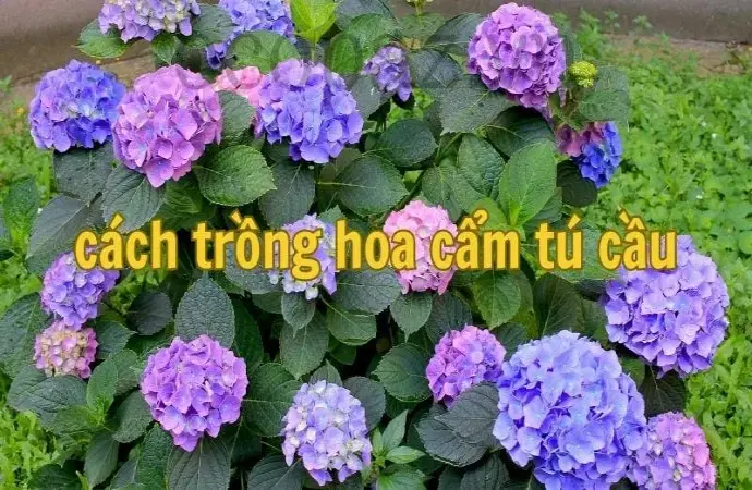 Cách trồng hoa cẩm tú cầu tại nhà đơn giản và hiệu quả